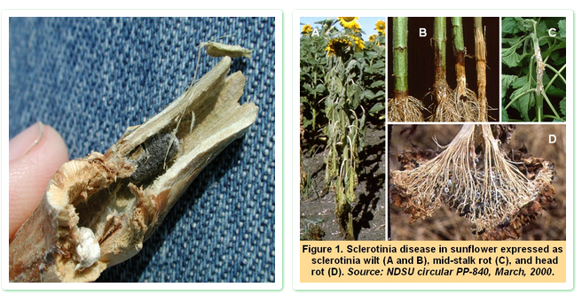 SCLEROTINIA