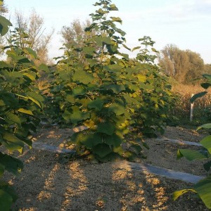 paulownia Bac