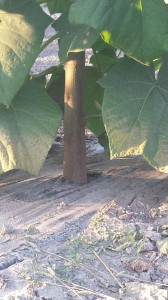 paulownia Bac 7