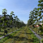 paulownia  005