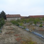 paulownia Bellissima 1