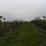 paulownia Bellissima 10