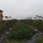 paulownia Bellissima 12