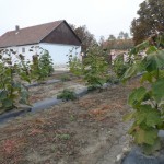 paulownia Bellissima 2