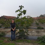 paulownia Bellissima 4