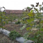 paulownia Bellissima 6