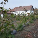 paulownia Bellissima 7