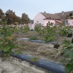 paulownia Bellissima 8