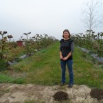 paulownia Bellissima 9