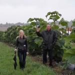 paulownia belisima 10