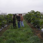 paulownia belisima 11