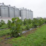 paulownia belisima 2