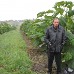 paulownia belisima 7