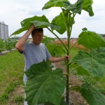 paulownia cantavir 03