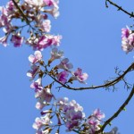 paulownia cvetanje 1