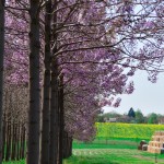 paulownia cvetanje