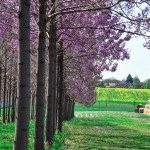 paulownia cvetanje 2