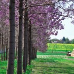 paulownia cvetanje 2