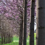 paulownia cvetanje 3