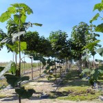 paulownia009