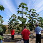 paulownia_10