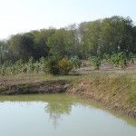 paulownia_7