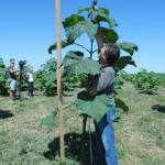 paulownia_mosorin_16