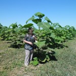 paulownia_mosorin_20