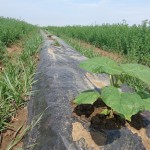 paulownia_padej_6