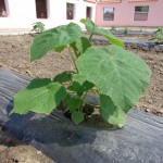 paulownia_padej_9