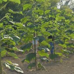 paulownia bellissia 12