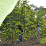 paulownia bellissia 13