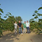 paulownia bellissia 15