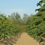 paulownia bellissia 16