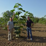 paulownia bellissia 2