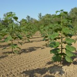 paulownia bellissia 4