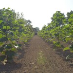 paulownia bellissia 5