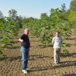 paulownia bellissia 6