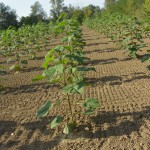 paulownia bellissia 7