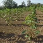 paulownia bellissia 8