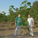 paulownia bellissia 9