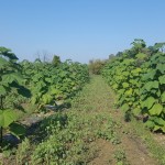 Paulownia Bellissia RS 5