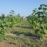 Paulownia Bellissia RS 6