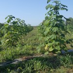 Paulownia Bellissia RS 7