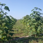 Paulownia Bellissia RS 8