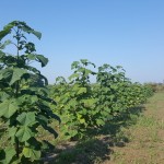 Paulownia Bellissia RS 9