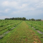sadnja jun 2016