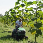 paulownia bellissia