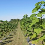 paulownia bellissia 2