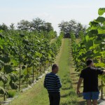 paulownia bellissia 6